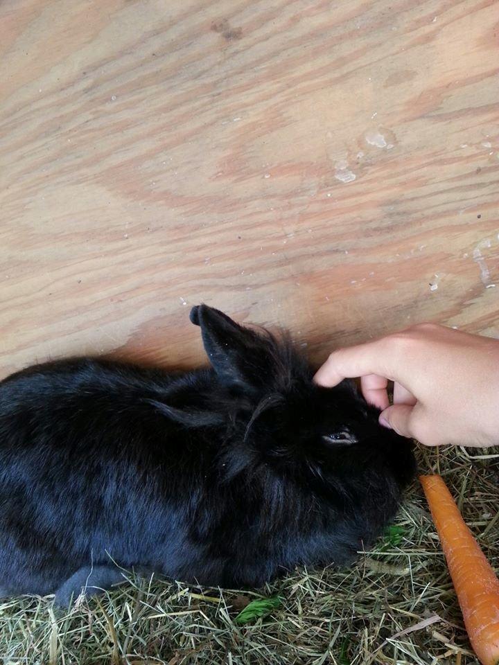 Kanin Angelina<3 *Savnet!<3* - Dejligt at blive nusset <3 billede 8