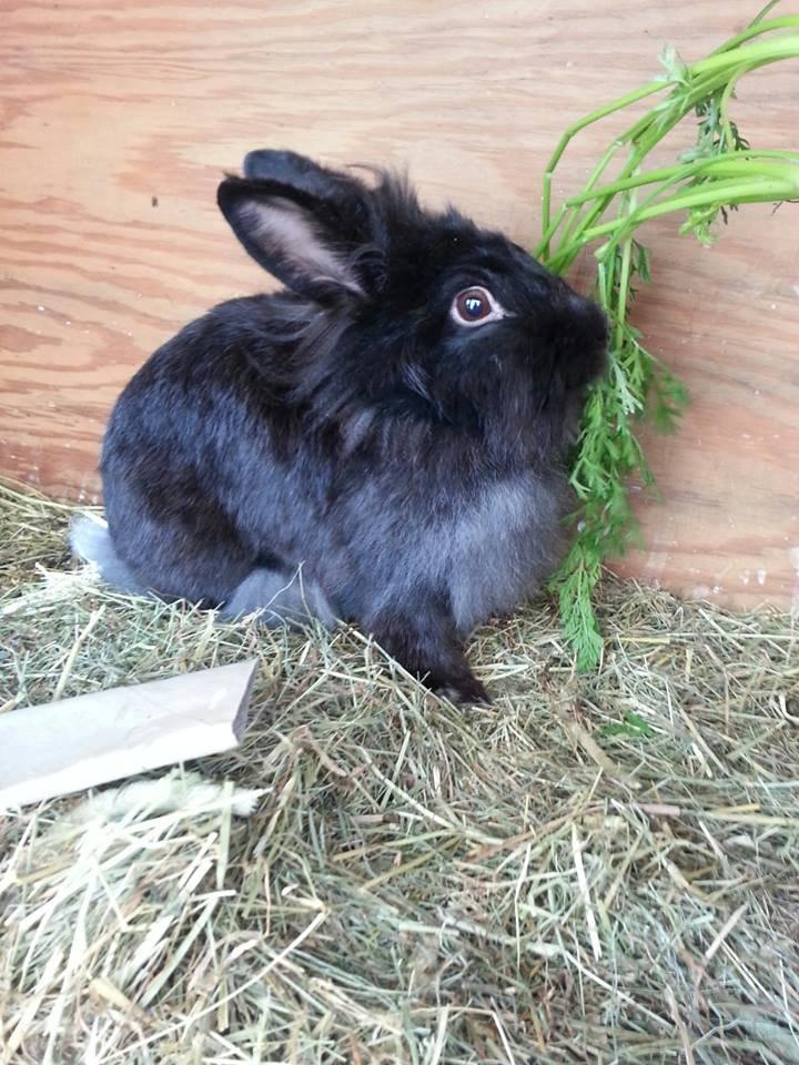Kanin Angelina<3 *Savnet!<3* billede 5