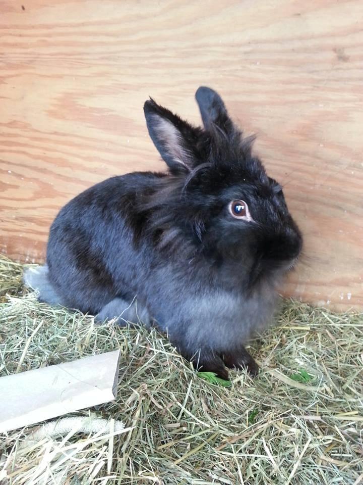 Kanin Angelina<3 *Savnet!<3* - Velkommen til min profil!:-) billede 1