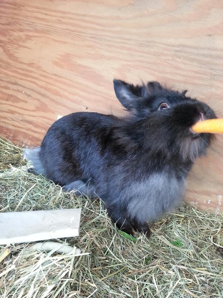 Kanin Angelina<3 *Savnet!<3* - Gullerød!<3 billede 6