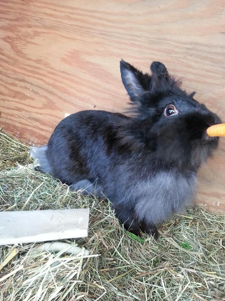 Kanin Angelina<3 *Savnet!<3* billede 7
