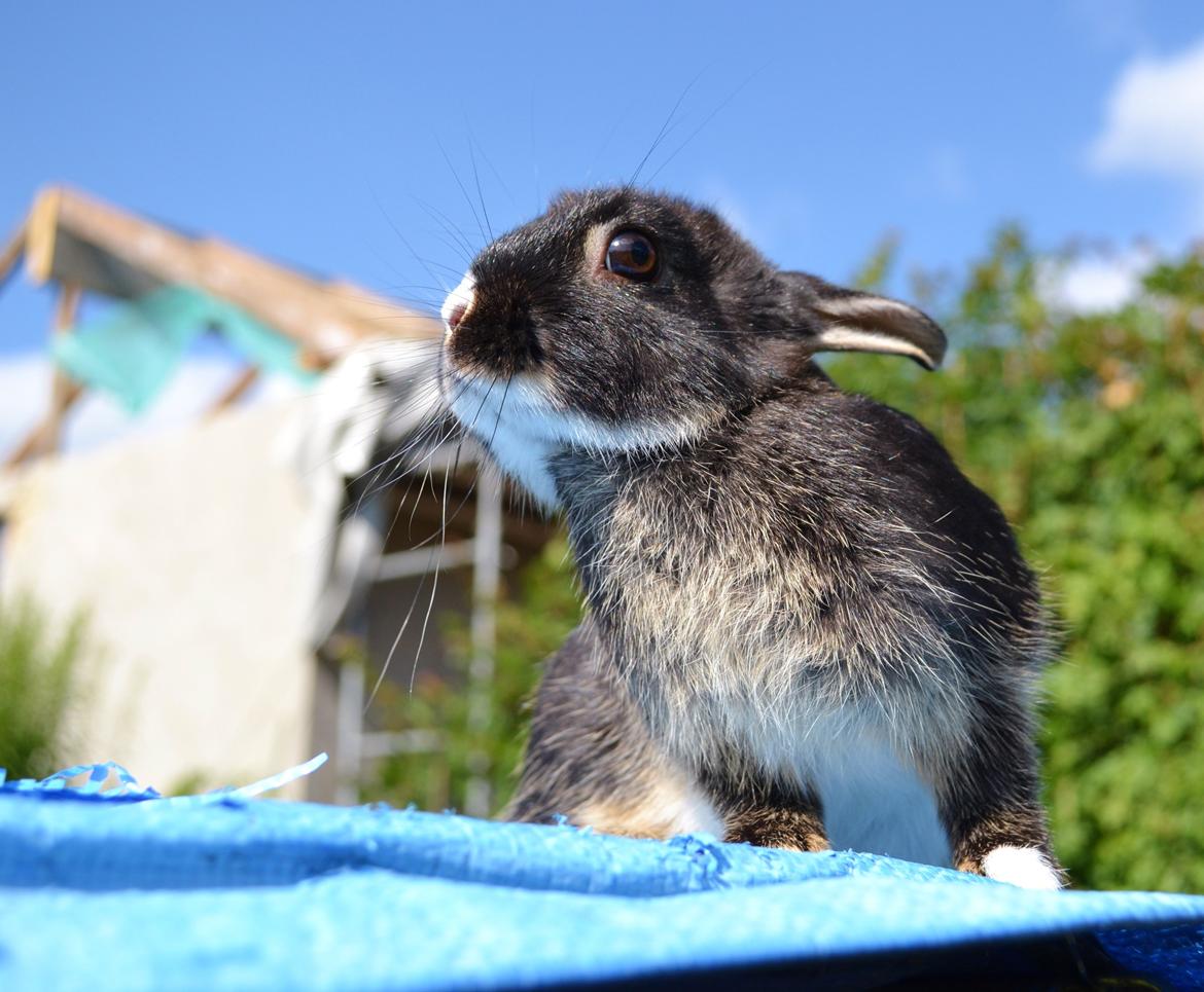 Kanin Errebos Mrs.No Name [Hermelin] billede 3