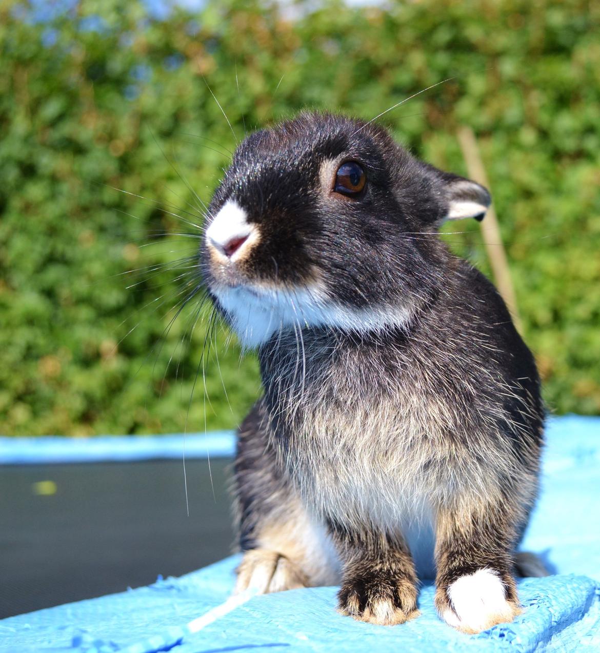 Kanin Errebos Mrs.No Name [Hermelin] billede 5