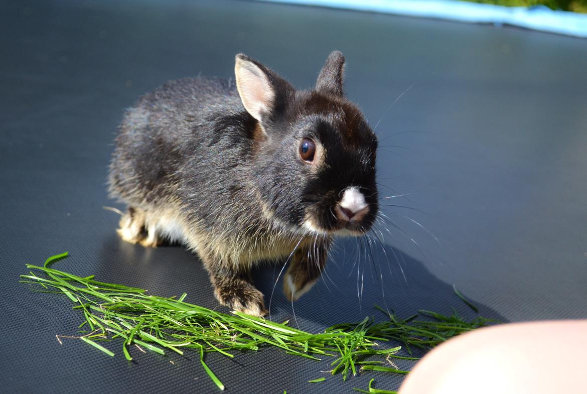 Kanin Errebos Mrs.No Name [Hermelin] billede 7