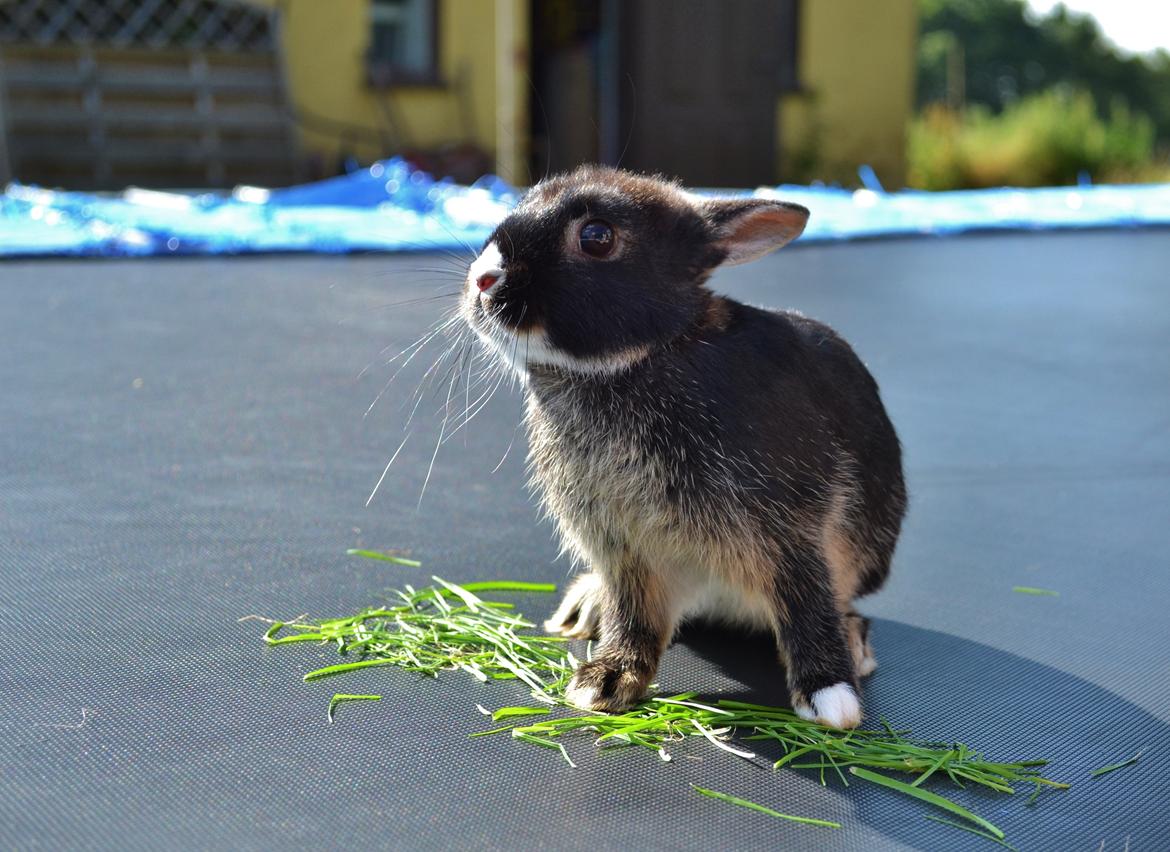 Kanin Errebos Mrs.No Name [Hermelin] billede 10