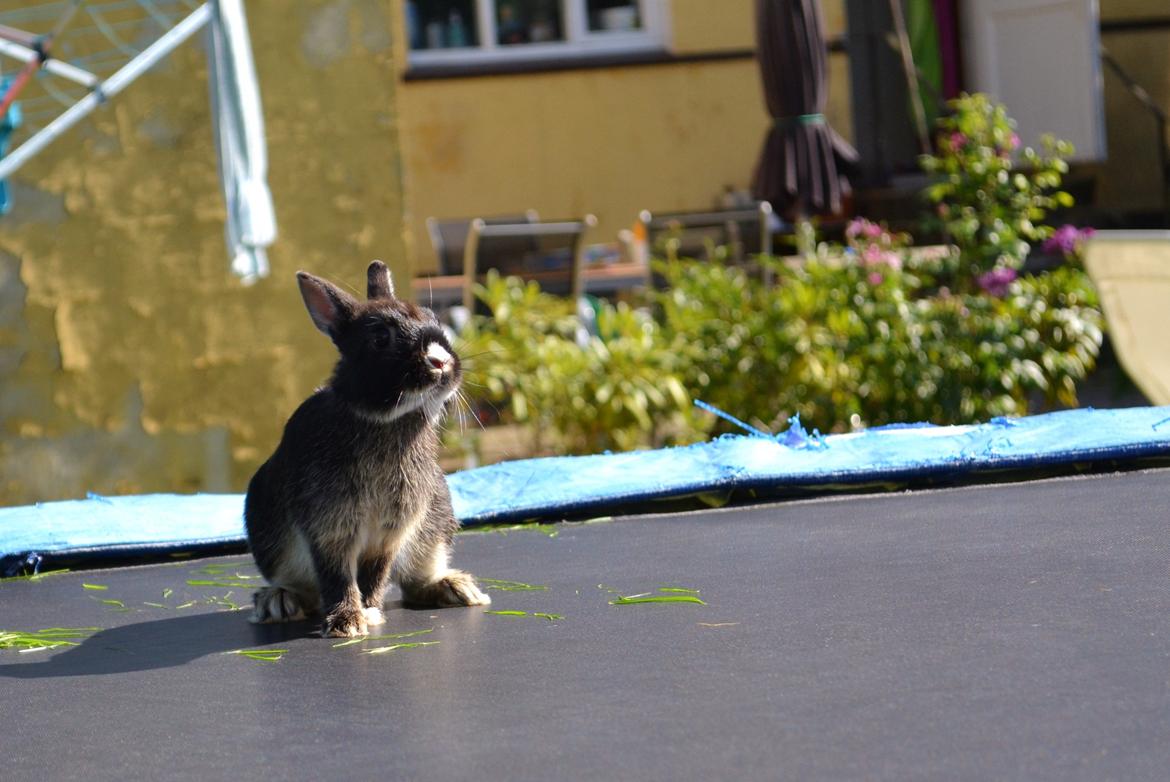 Kanin Errebos Mrs.No Name [Hermelin] billede 11