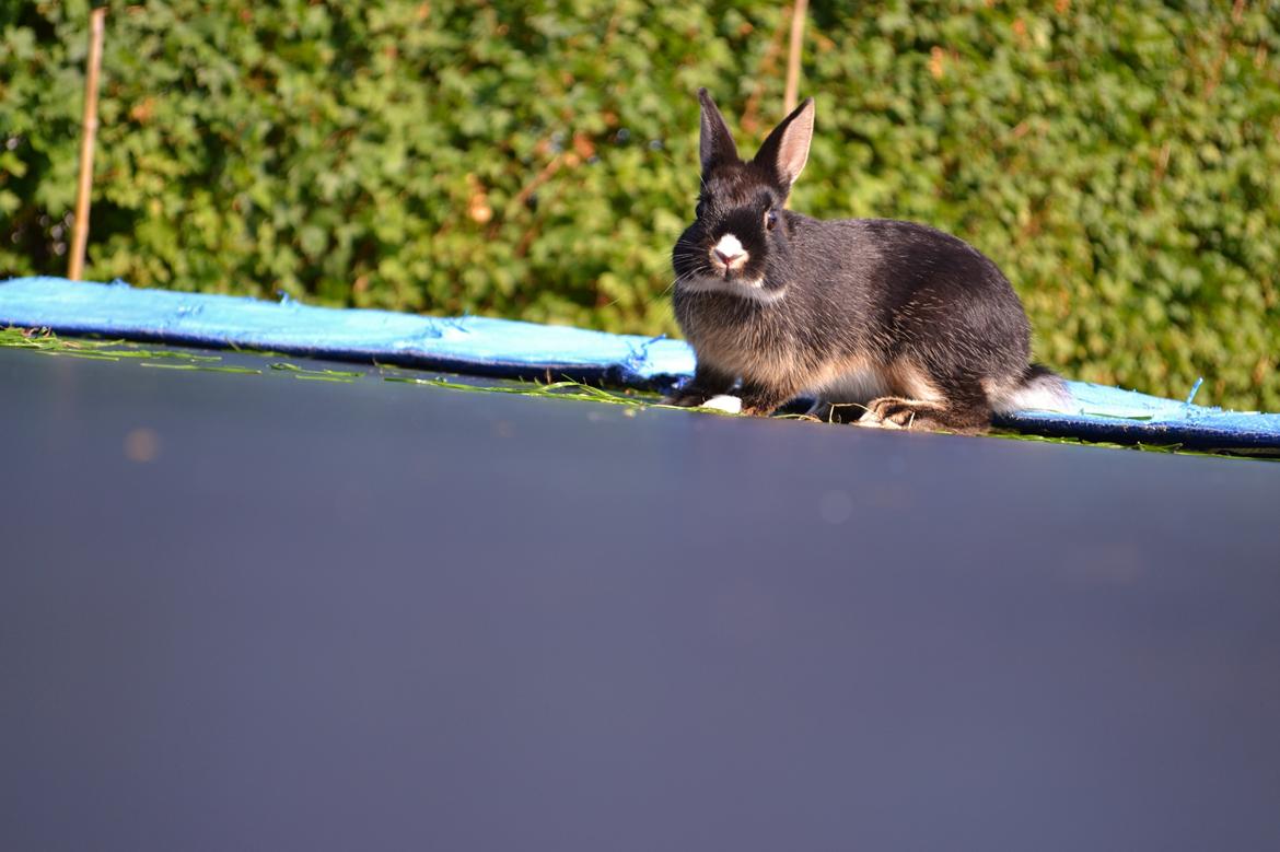 Kanin Errebos Mrs.No Name [Hermelin] billede 15