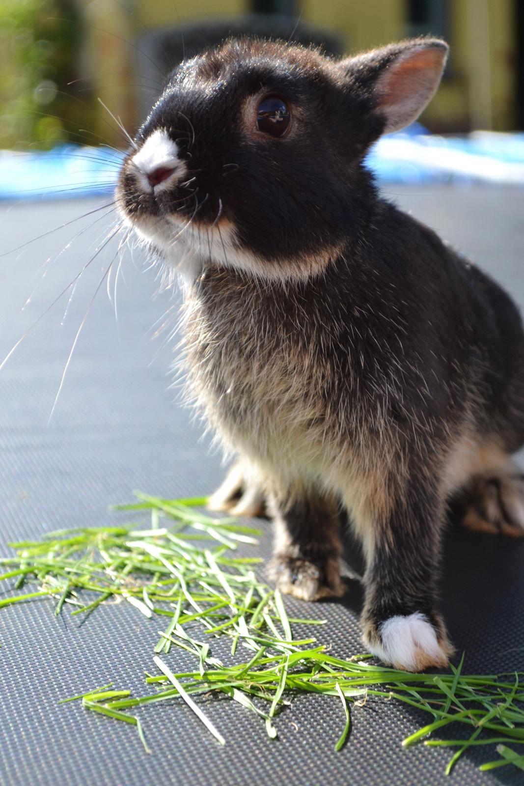 Kanin Errebos Mrs.No Name [Hermelin] billede 18