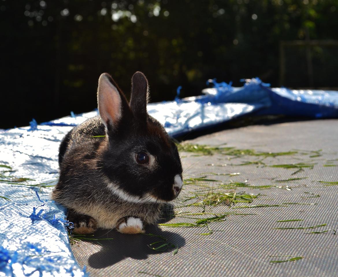 Kanin Errebos Mrs.No Name [Hermelin] billede 19