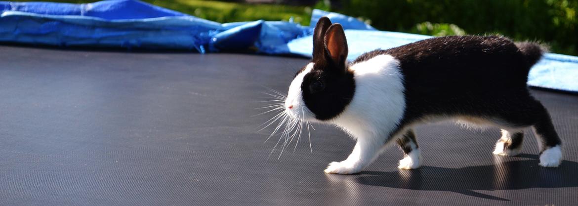 Kanin Errebos Merida [hermelin] - så skulle man lige løbe lidt :) billede 7