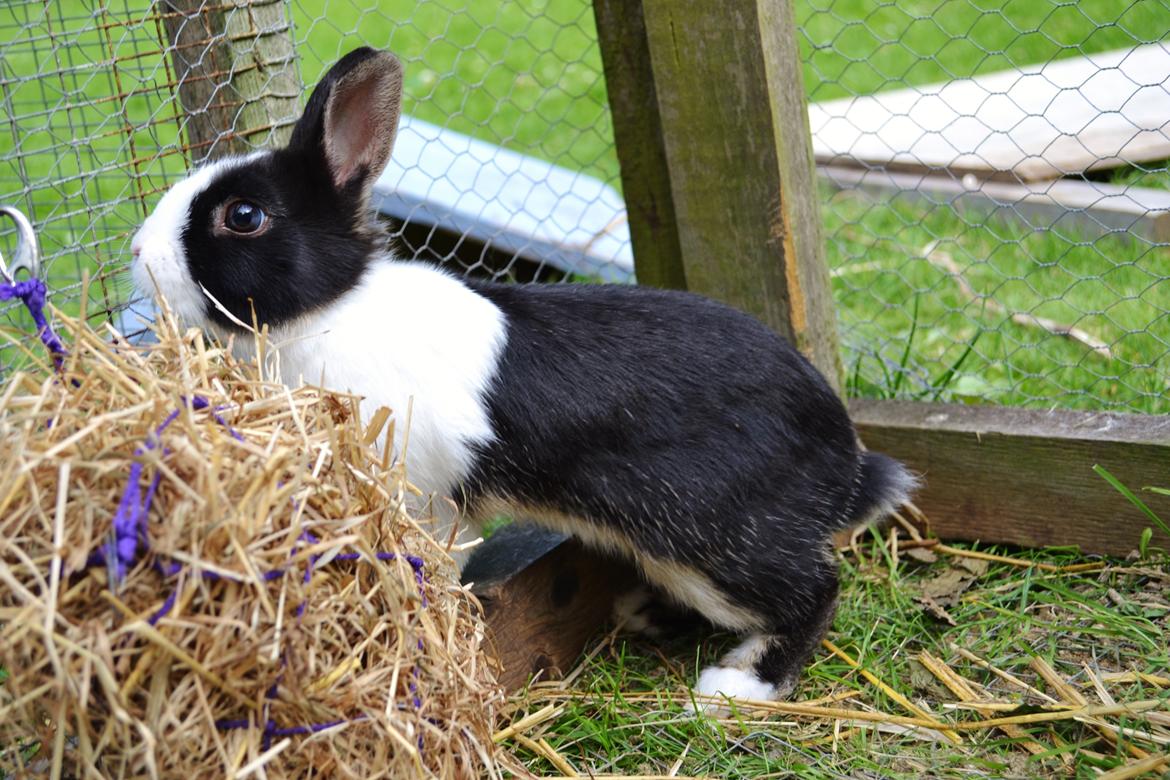 Kanin Errebos Merida [hermelin] - Hø? :D billede 8