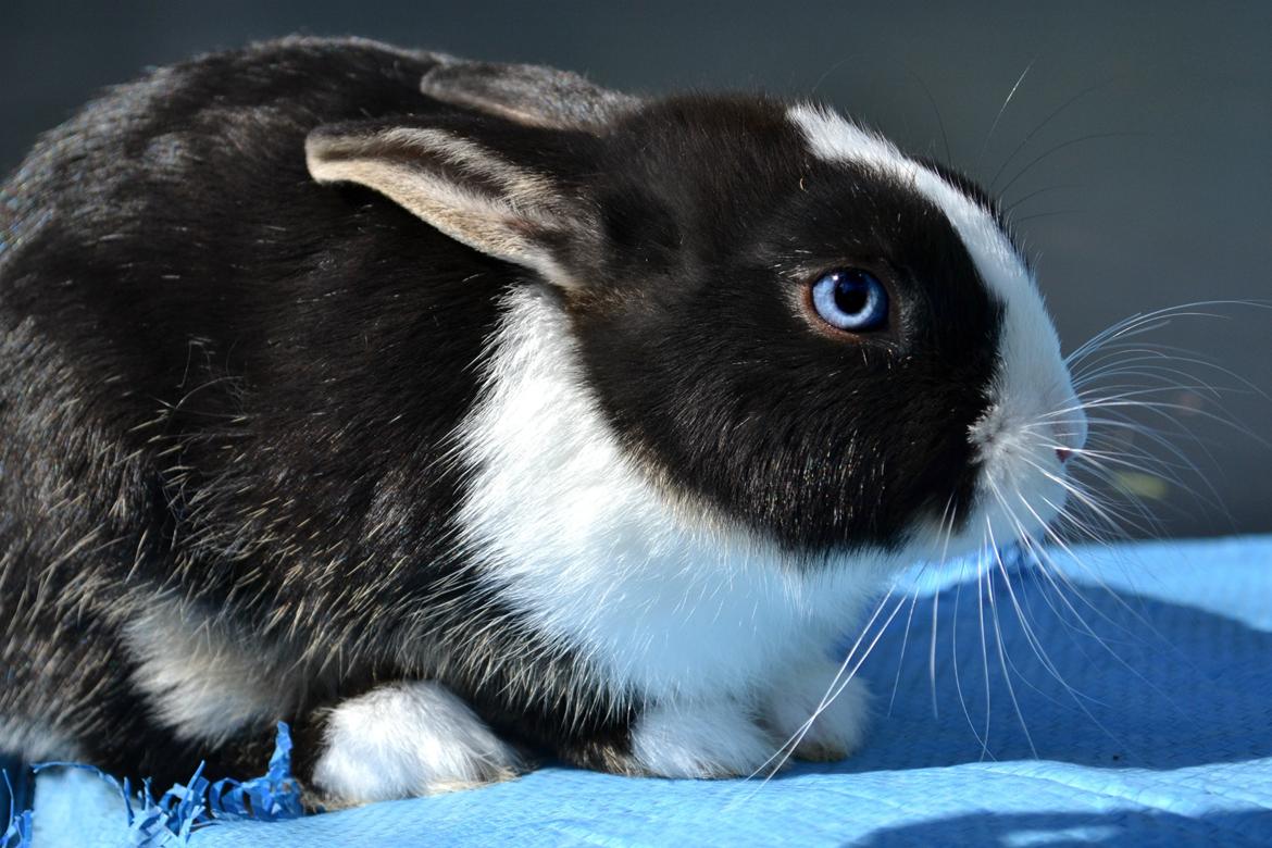 Kanin Errebos Merida [hermelin] billede 9