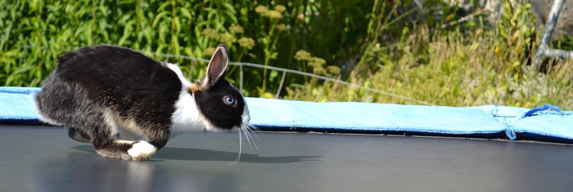 Kanin Errebos Merida [hermelin] - og vi løøøber :D billede 10
