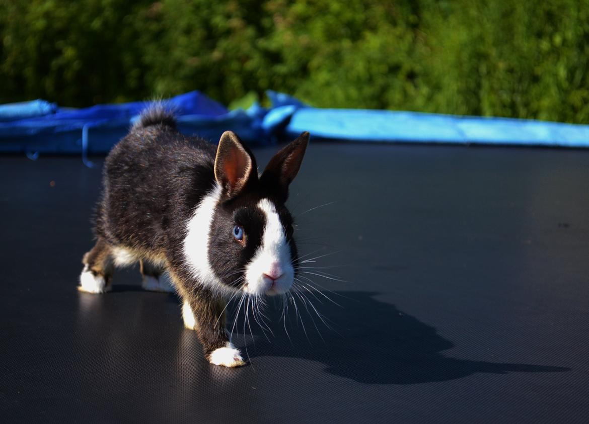 Kanin Errebos Merida [hermelin] - hun er ret sød :3 billede 12