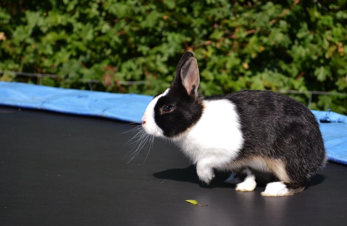 Kanin Errebos Merida [hermelin] - løber igen :) billede 11