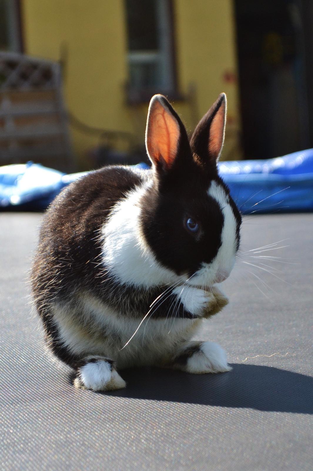 Kanin Errebos Merida [hermelin] - Velkommen :) billede 1