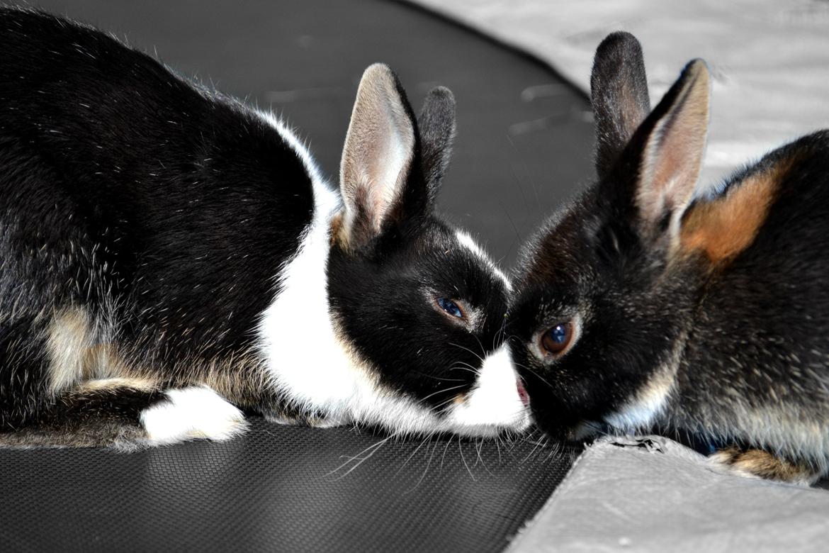 Kanin Errebos Merida [hermelin] - vi hilser lige på søs :) billede 14