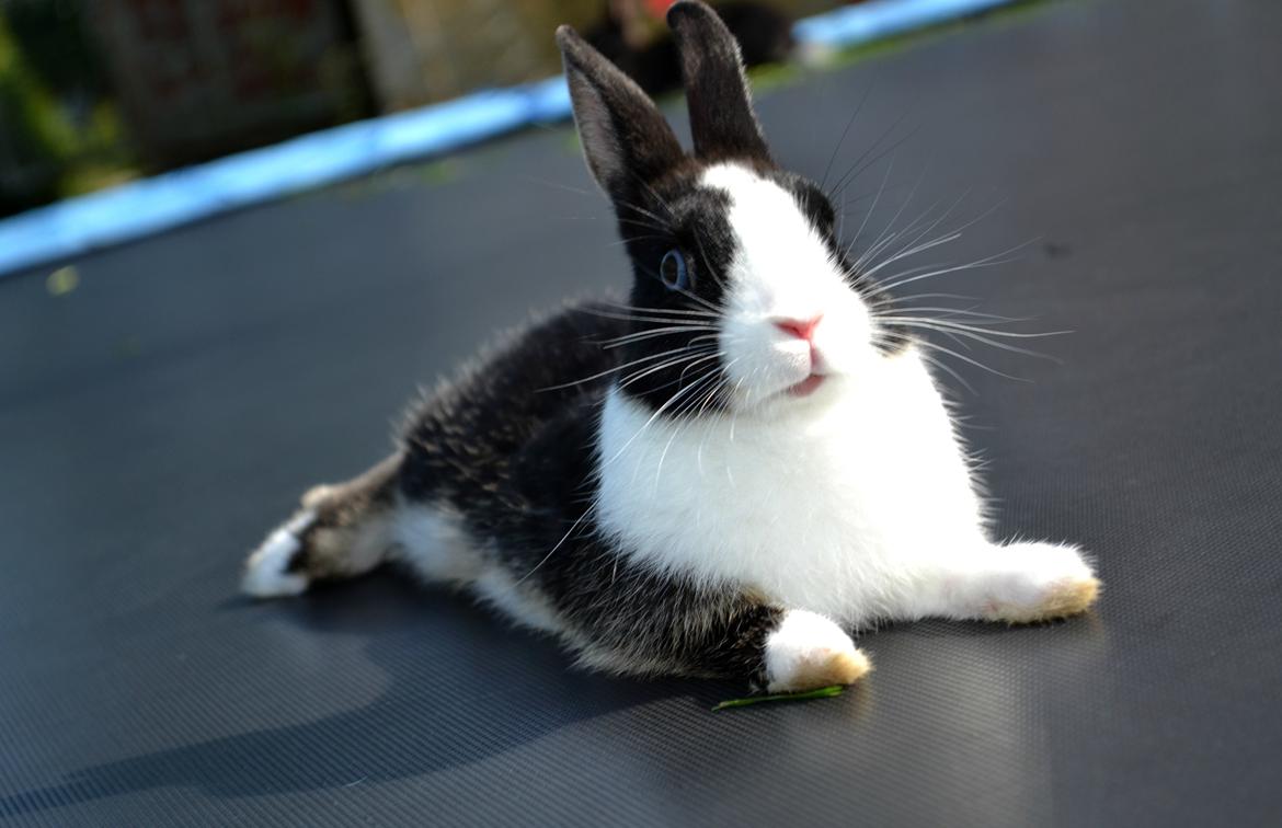 Kanin Errebos Merida [hermelin] - vi ligger lige og nyder solen :) billede 13