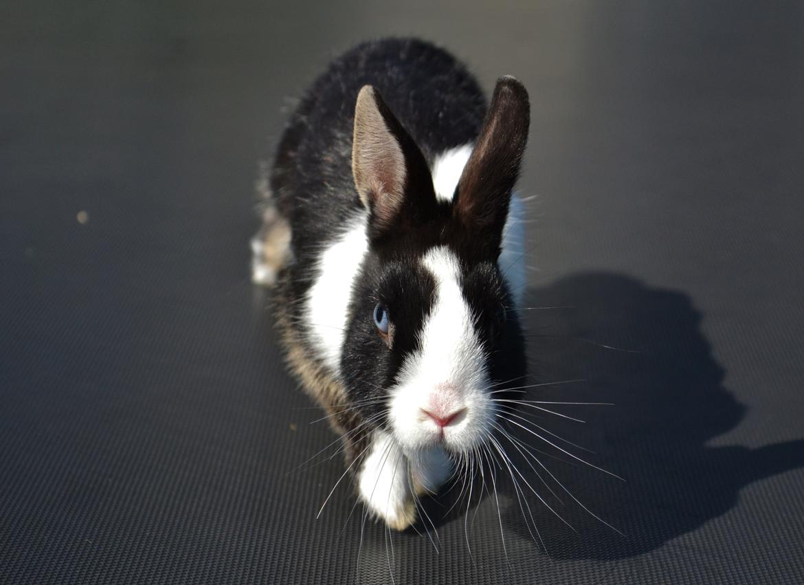 Kanin Errebos Merida [hermelin] - Farvel :) billede 15