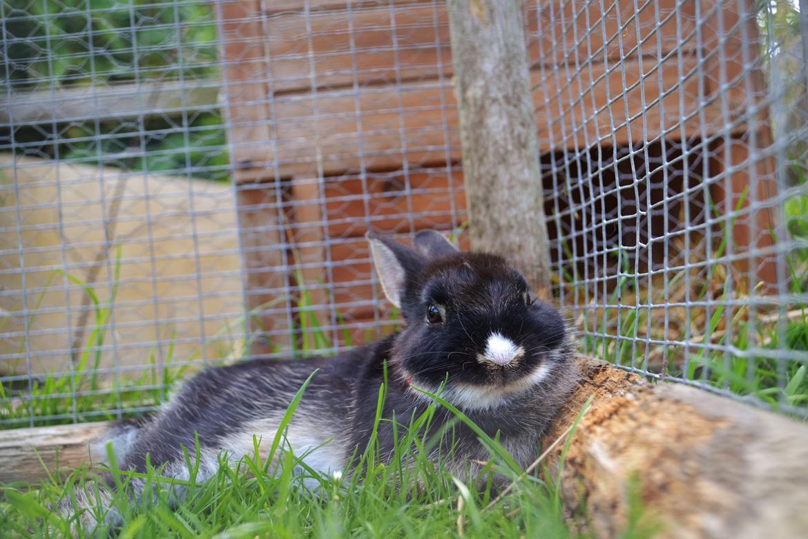 Kanin Errebos Mrs.No Name [Hermelin] billede 20