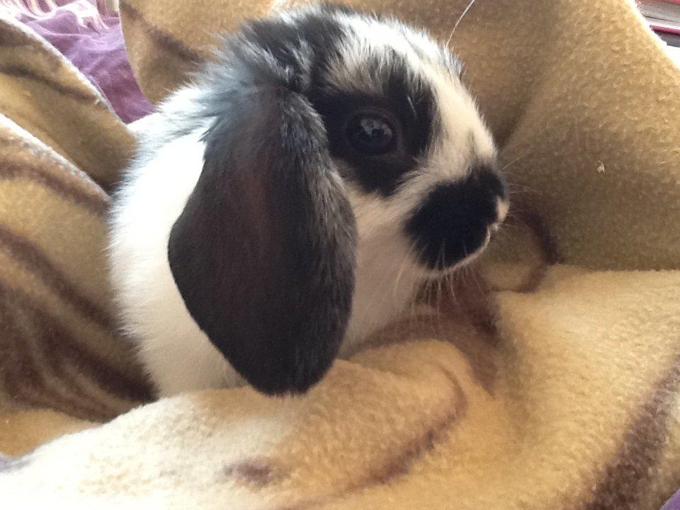 Kanin Dværgkanin Sweety [Min Bamse] billede 2