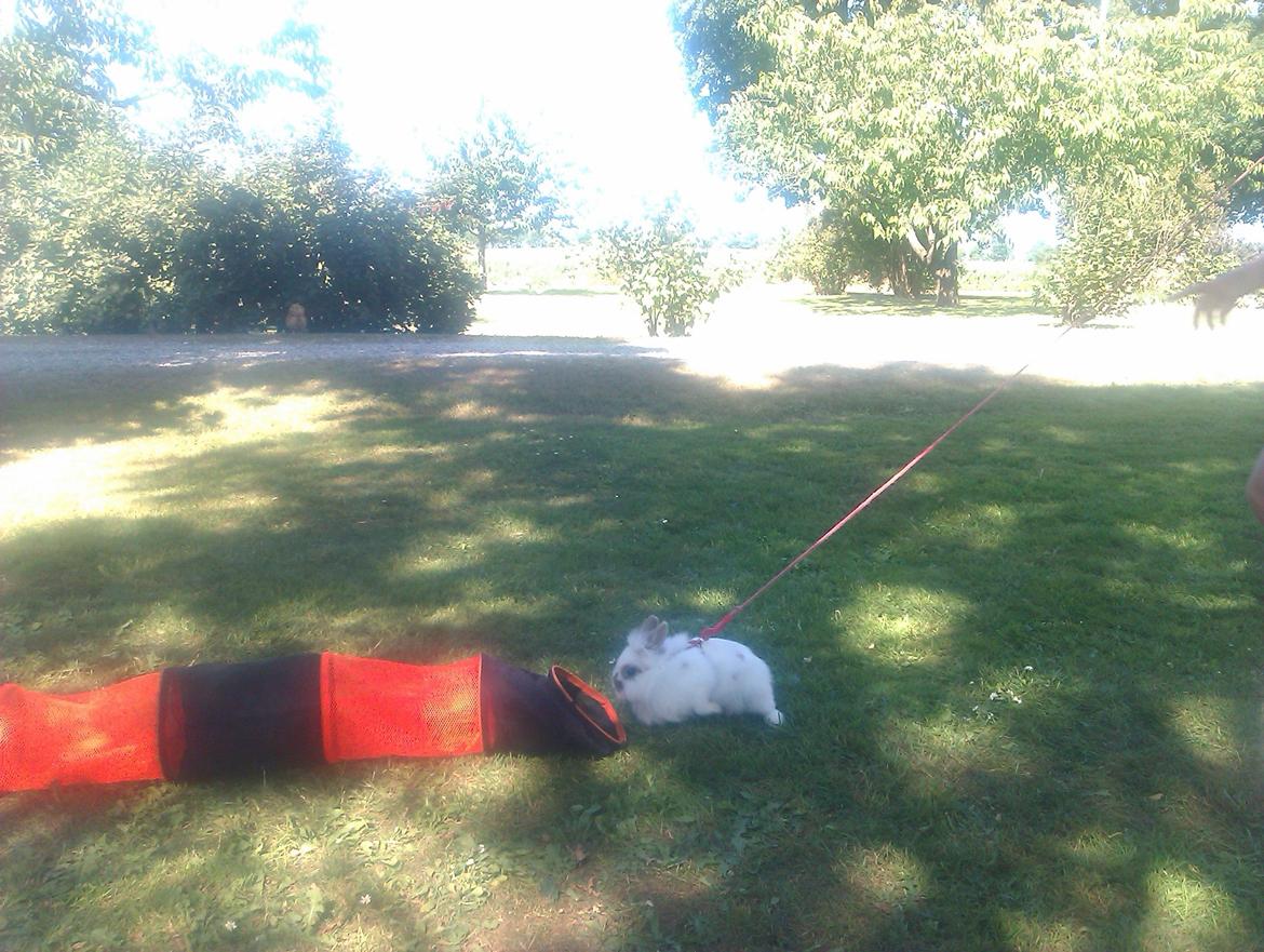 Kanin Unik`s Manhatten billede 18