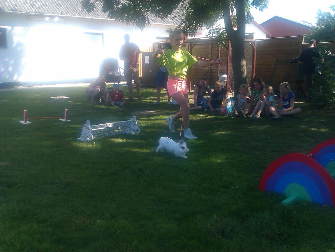 Kanin Unik`s Manhatten billede 19