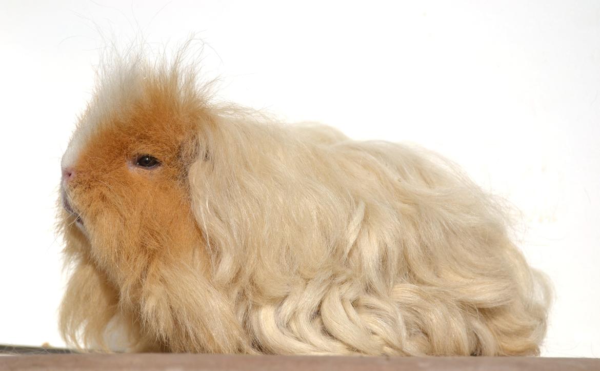 Marsvin Cavy Cats No Tears billede 2