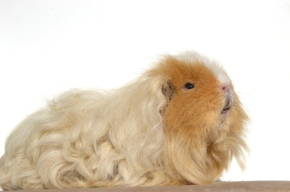 Marsvin Cavy Cats No Tears billede 1