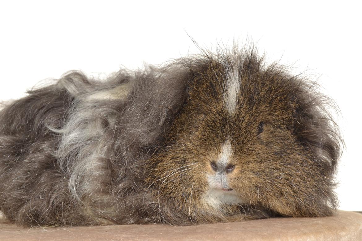 Marsvin Cavy Cats I Wanna Be The One (One) billede 3