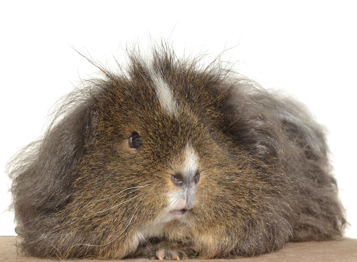 Marsvin Cavy Cats I Wanna Be The One (One) billede 2