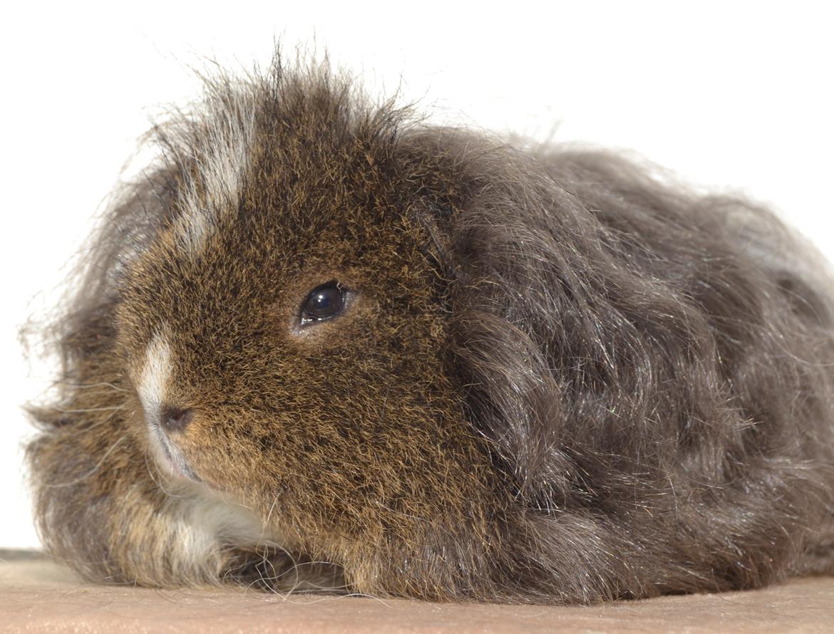 Marsvin Cavy Cats I Wanna Be The One (One) billede 4