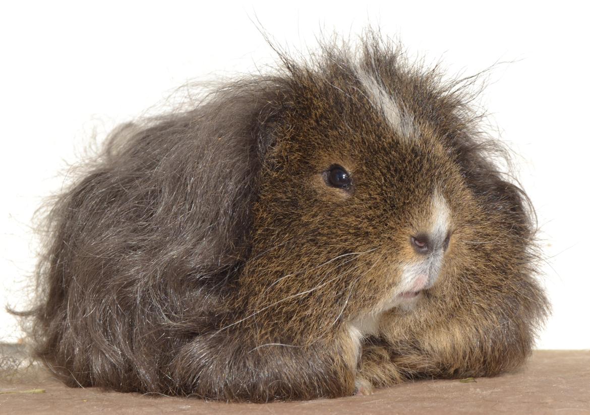 Marsvin Cavy Cats I Wanna Be The One (One) billede 1