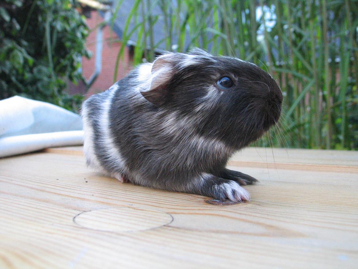 Marsvin Bella - Bella 1 dag gammel billede 13