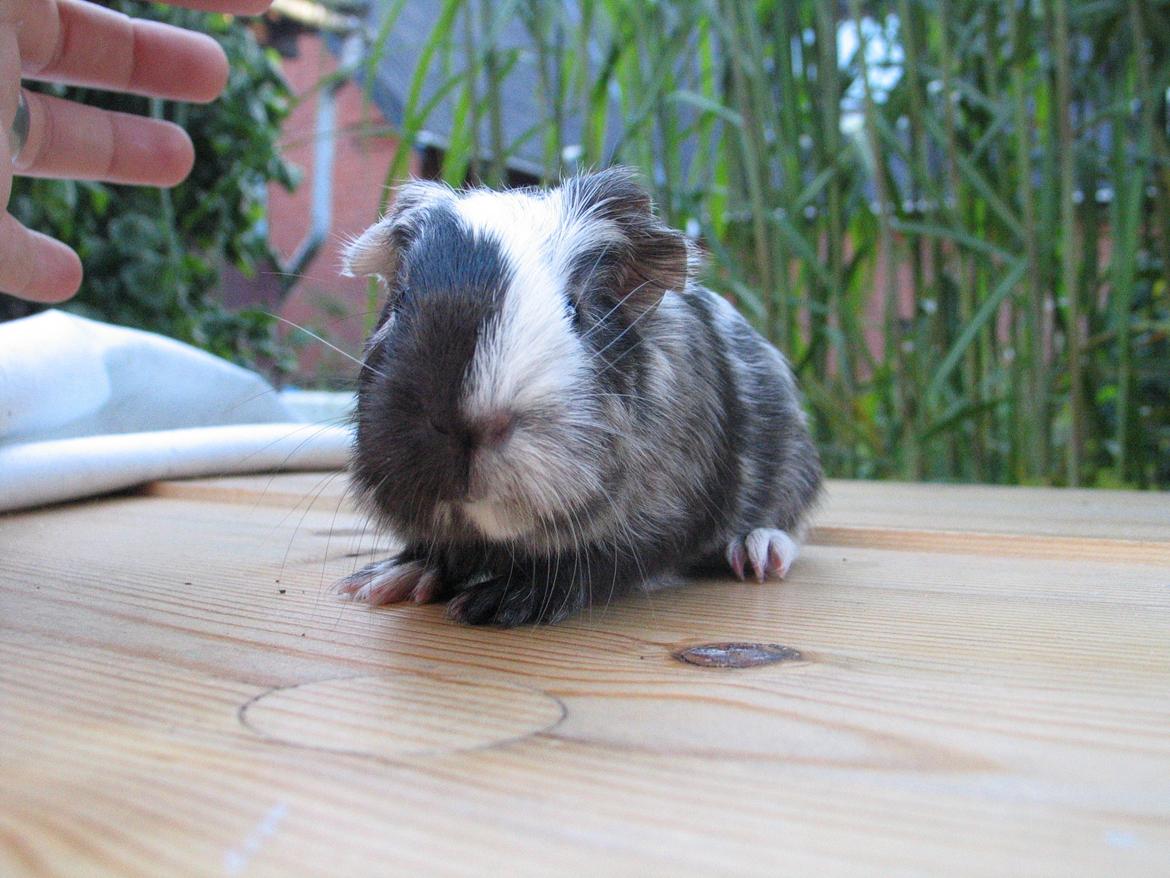 Marsvin Bella billede 14