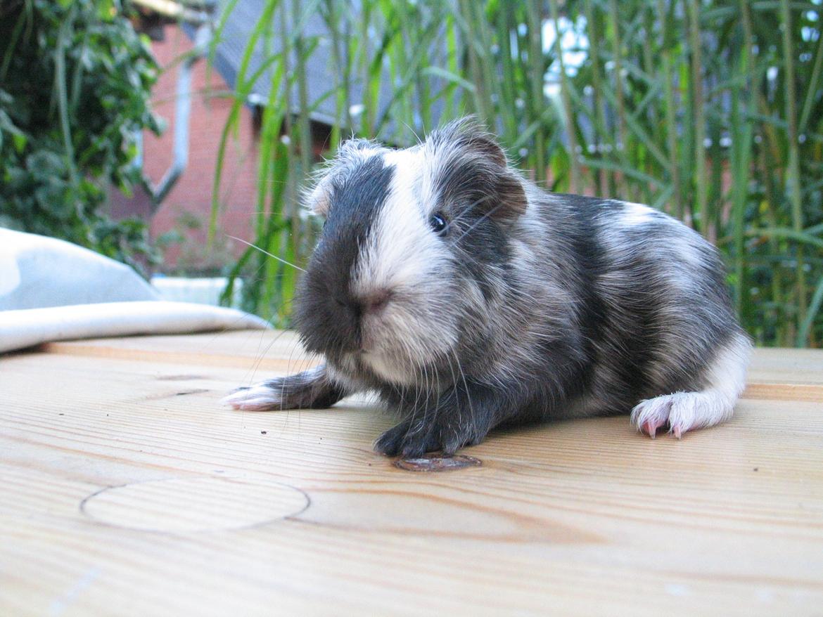 Marsvin Bella billede 15