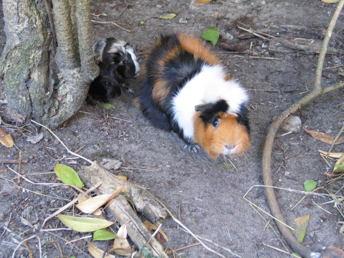 Marsvin Bella billede 16