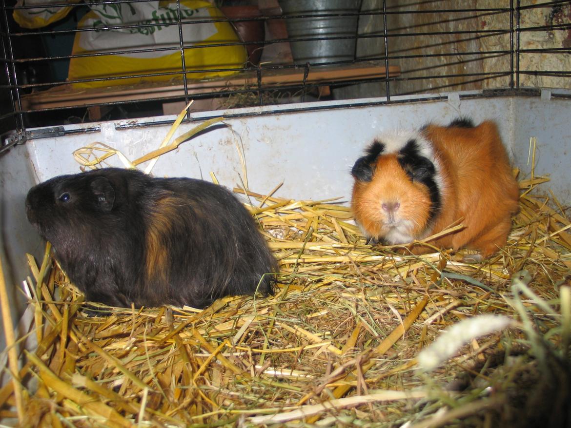 Marsvin Bella - Far forrest og mor bagerst billede 18