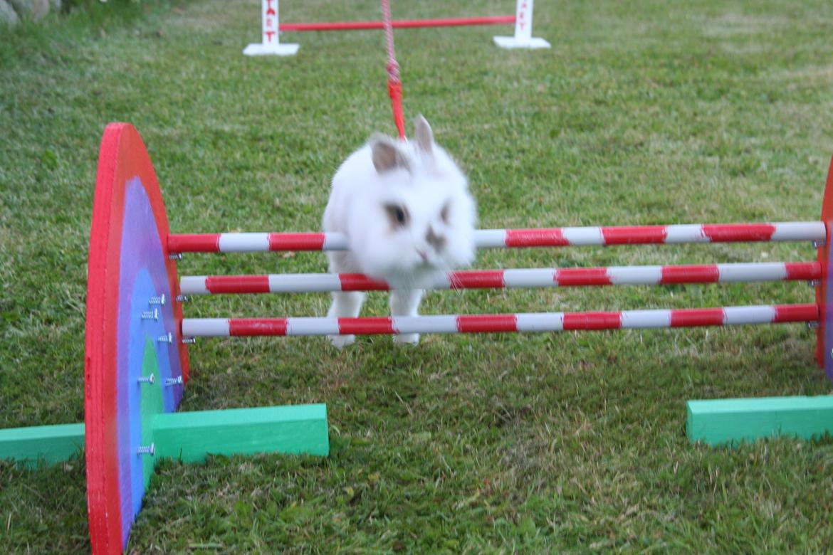 Kanin Unik`s Manhatten billede 20