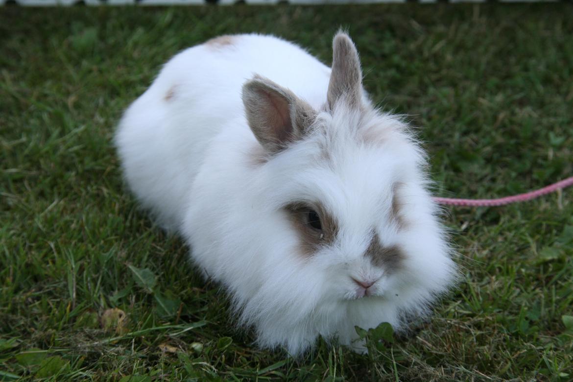 Kanin Unik`s Manhatten billede 21