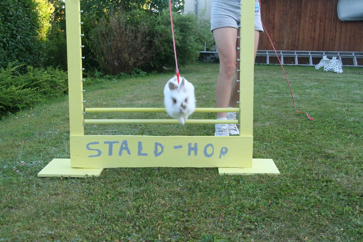 Kanin Unik`s Manhatten - Så fin træning i dag 21.07.2013 billede 1