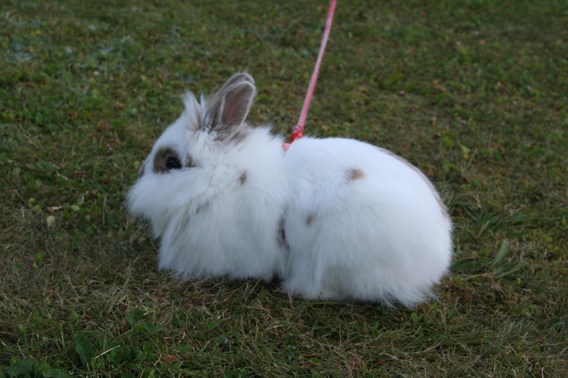 Kanin Unik`s Manhatten billede 22