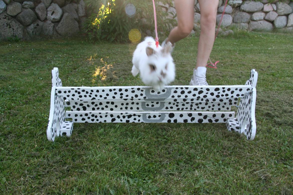 Kanin Unik`s Manhatten billede 23