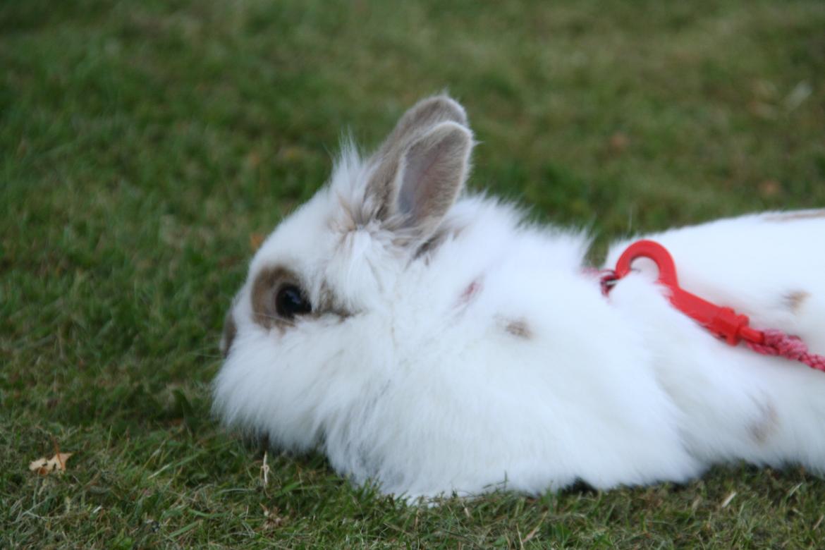 Kanin Unik`s Manhatten billede 24