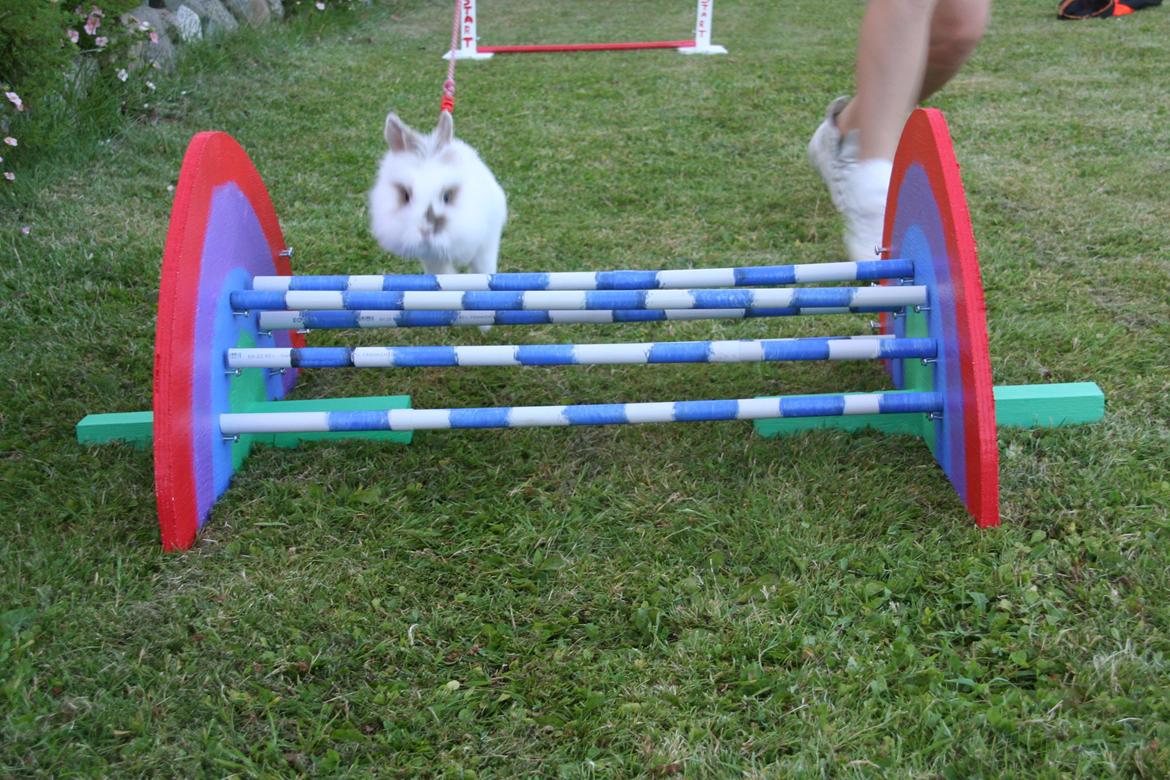 Kanin Unik`s Manhatten billede 25