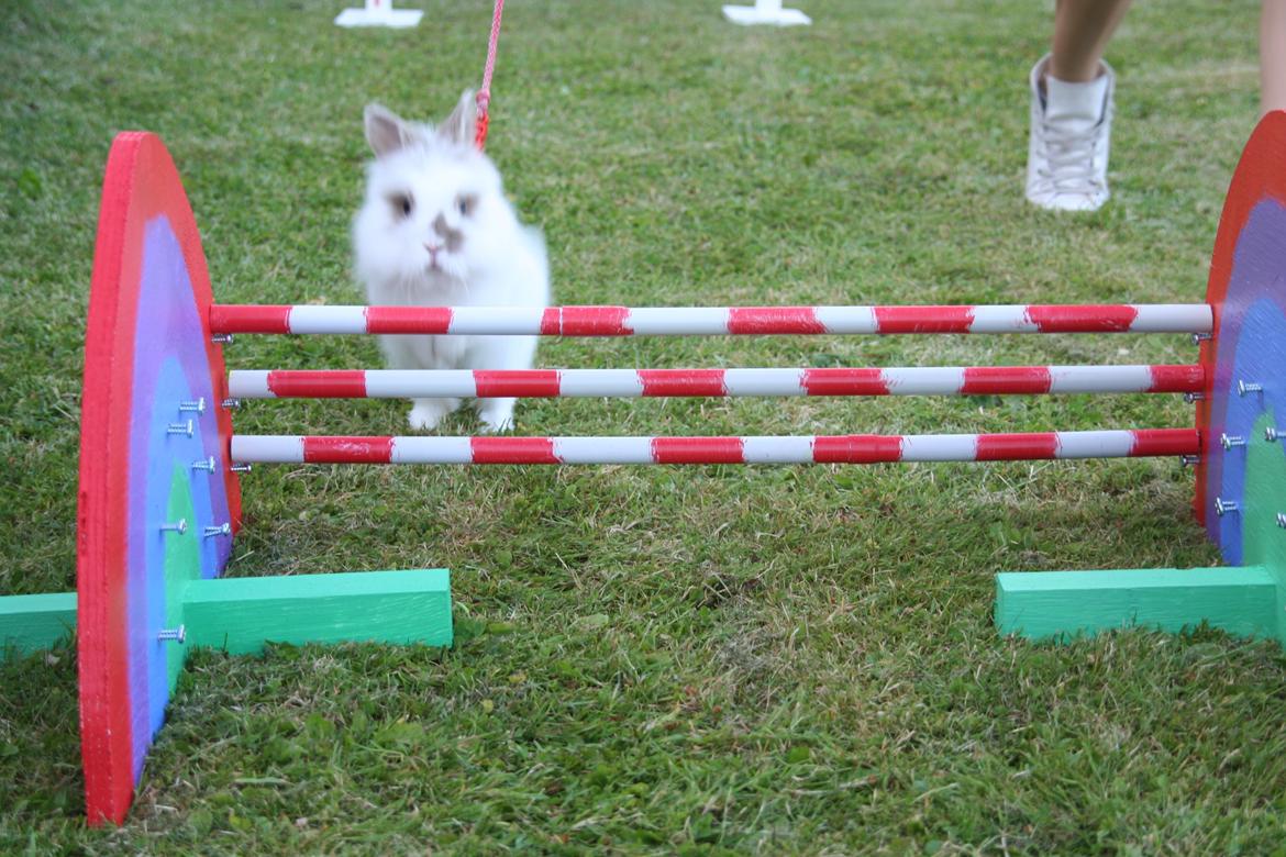 Kanin Unik`s Manhatten billede 26