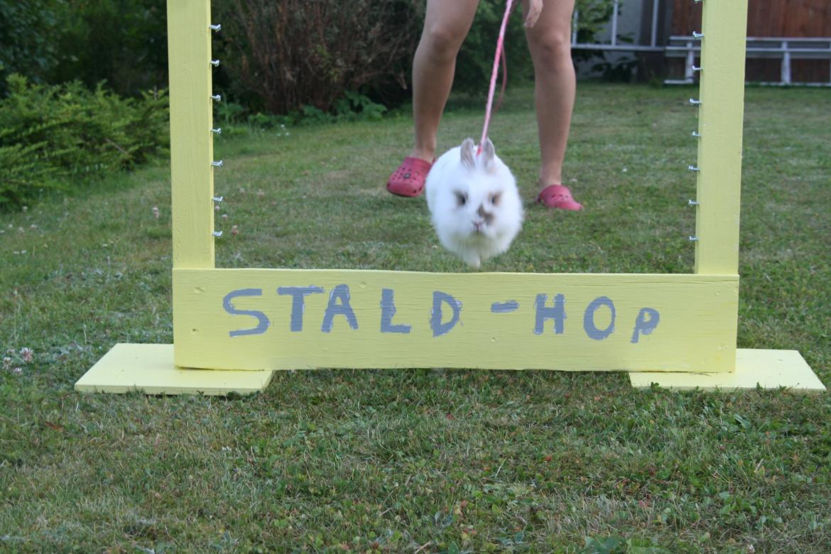 Kanin Unik`s Manhatten billede 27