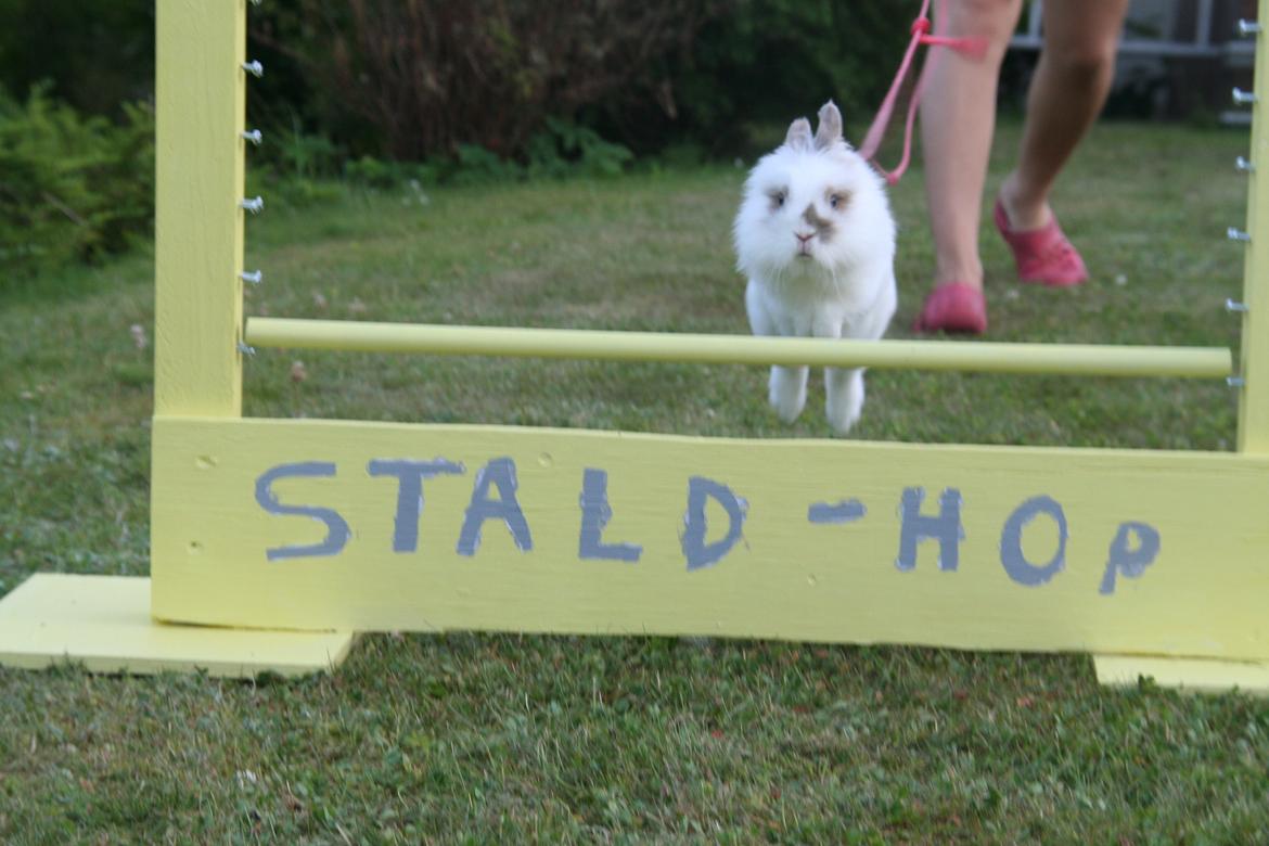 Kanin Unik`s Manhatten billede 28