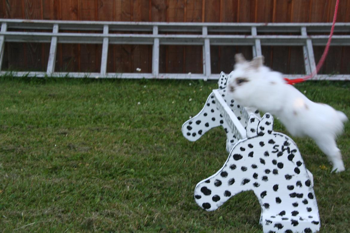 Kanin Unik`s Manhatten billede 29