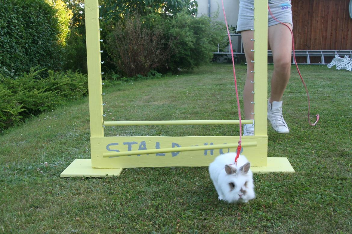 Kanin Unik`s Manhatten billede 30